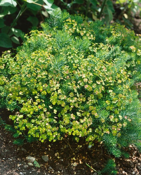 Euphorbia seguieriana ssp. niciciana, ca. 9x9 cm Topf, dekorativ
