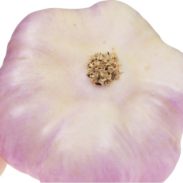 Detailansicht einer Kürbisblüte mit Samen