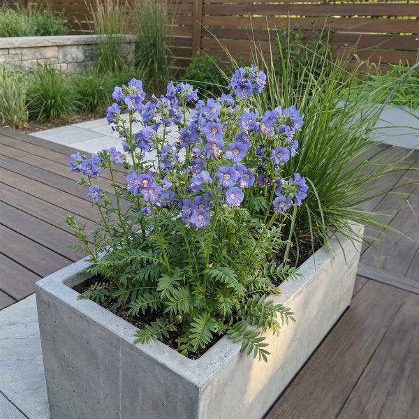 Blaue Himmelsleiter in einem rechteckigen Pflanzkübel aus Beton auf einer Holzterrasse in einer hellen Gartenanlage.