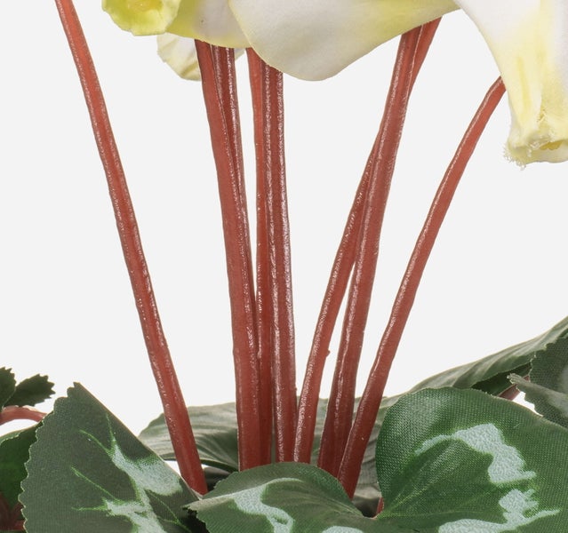 Nahaufnahme eines künstlichen Alpenveilchens mit Stielen, gemusterten Blättern und hellen Blütenblättern.