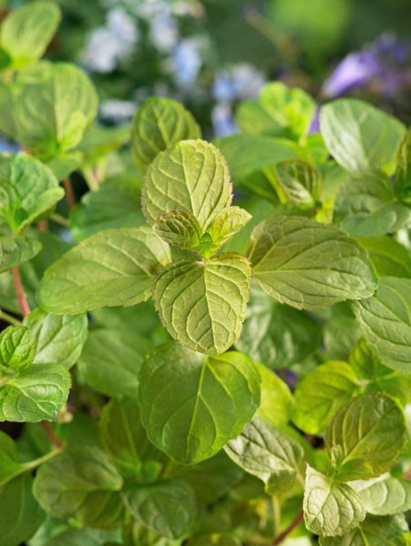 Mentha x piperita var. citrata, Zitronenminze, aromatisch, ca. 9x9 cm Topf