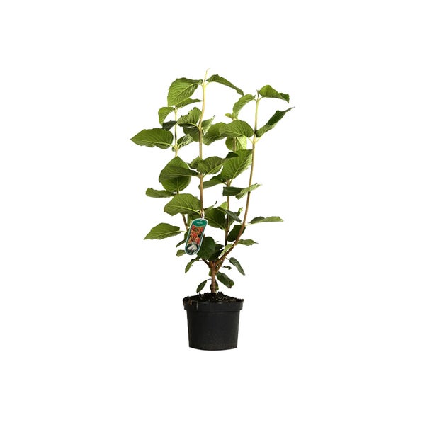 Hortensie im Topf mit grünen Blättern