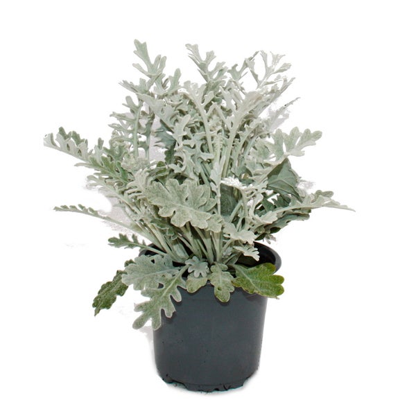 Senecio maritima Silberblatt Dekorative Pflanze mit silbrigem Laub 11cm Topf Set mit 6 Pflanzen