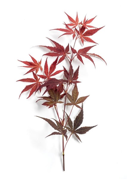 Acer palmatum 'Atropurpureum', Japanischer Ahorn, rotlaubig, 60–80 cm