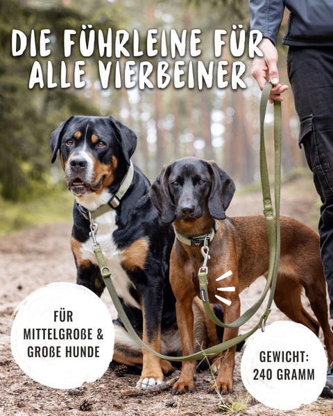Hund mit Hundegeschirr für mehr Sichtbarkeit und Schutz