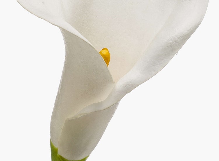 Weiße Calla-Blüte auf grünem Stiel.