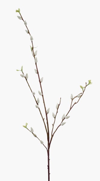 Weidenzweig mit flauschigen Kätzchen und kleinen grünen Blättern.