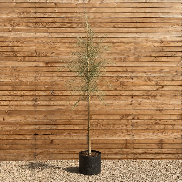Ein einzelner Olivenbaum als Hochstamm in einem schwarzen Pflanztopf vor einer Holzwand.