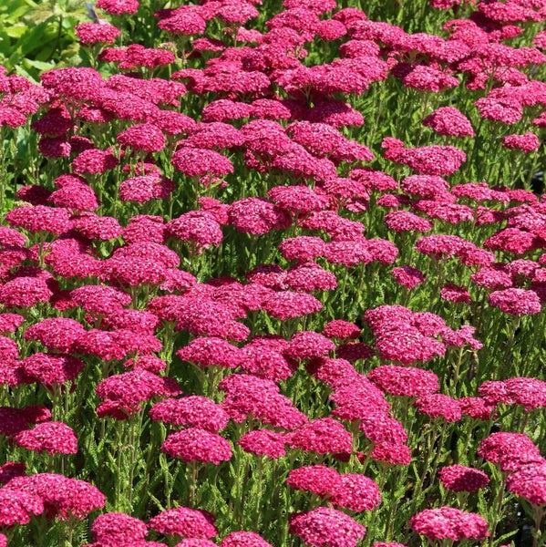 Feld von Schafgarbe mit Blüten