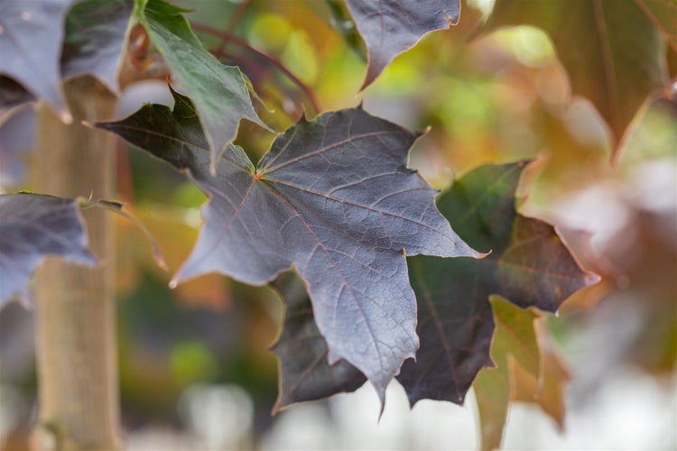 Acer platanoides 'Crimson Sentry', Spitzahorn, rotlaubig, 125 cm Stammhöhe