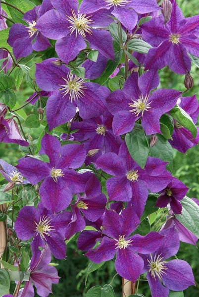 Clematis Hybride 'Star of India', violett, 60–100 cm