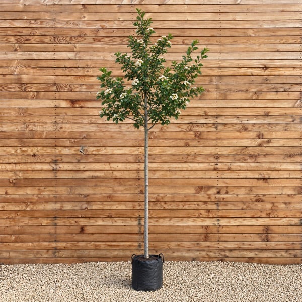 Ein hochstämmiger Weißdorn Baum mit grünen Blättern und weißen Blüten in einem schwarzen Pflanztopf vor einer Holzwand.