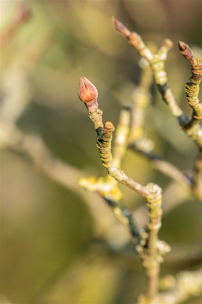 Nahaufnahme von Knospen an einem Ast