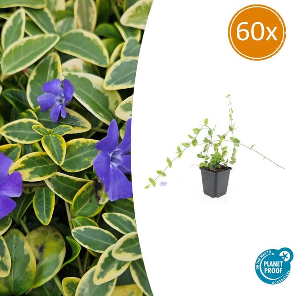 60 Stück Immergrün Vinca minor mit panaschierten Blättern und violetten Blüten, Planet Proof zertifiziert.