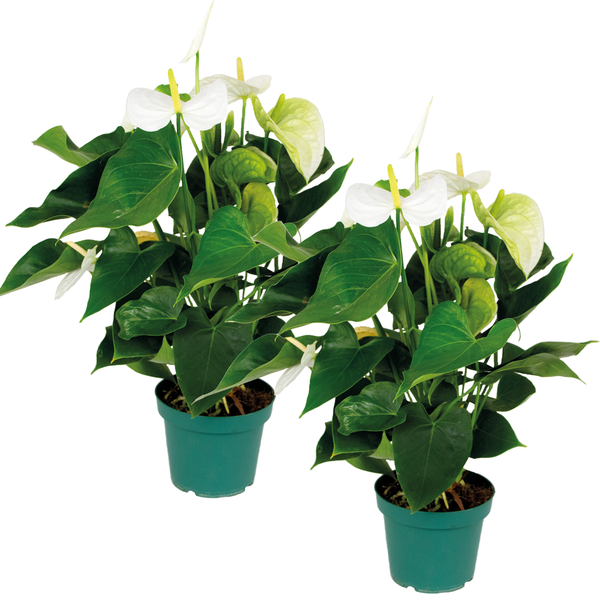 2x Anthurium 'Aristo' Weiß - Flamingopflanze - Zimmerpflanze - Pflegefreundlich - ⌀14 cm - ↕45-55 cm