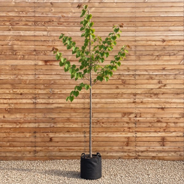 Junger Baum im schwarzen Pflanzbeutel vor einer Holzwand.
