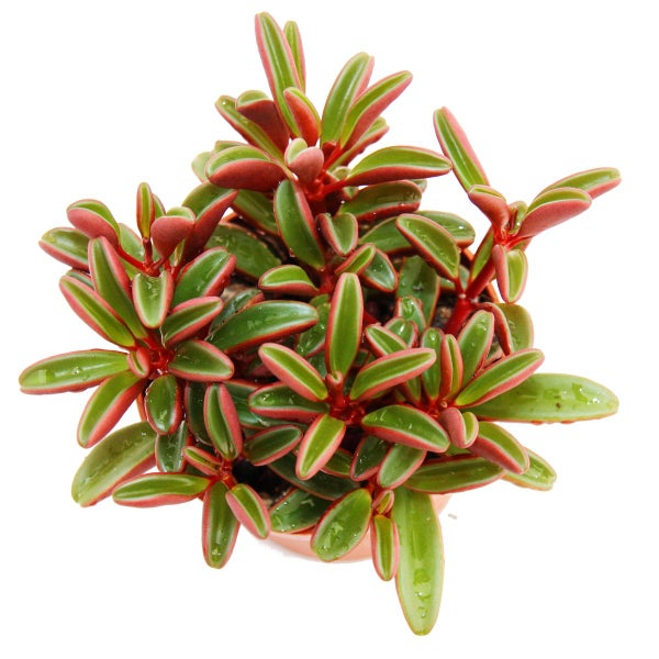Peperomia graveolens im 10,5cm Topf