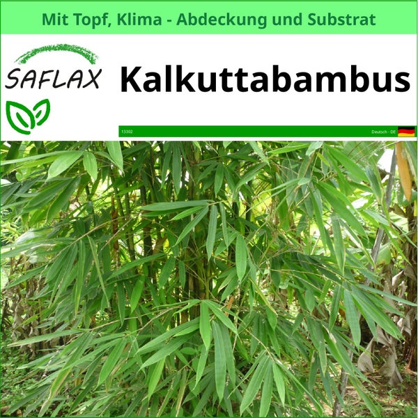Kalkuttabambus Pflanze im Topf mit Klimaabdeckung und Substrat