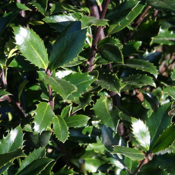 Nahaufnahme von Stechpalmenblättern mit stacheligen Rändern