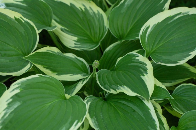 Hosta undulata 'Albomarginata', Funkie, grün-weiß, ca. 11x11 cm Topf