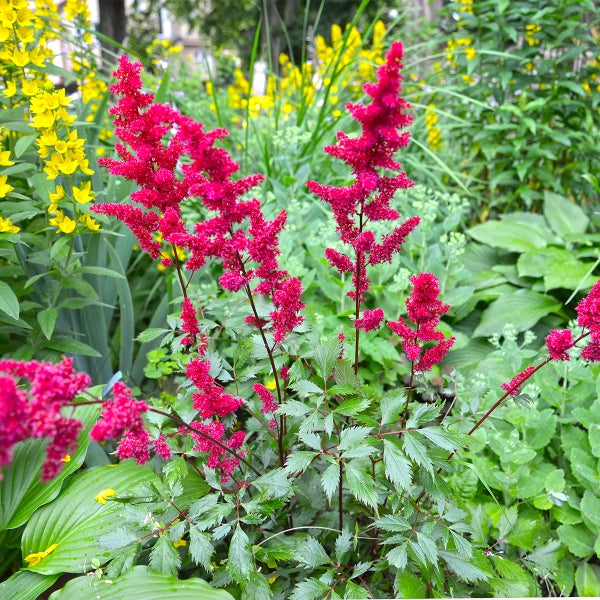 Prachtspiere Astilbe mit roten Blütenrispen und gezackten grünen Blättern in einem bepflanzten Gartenbeet.