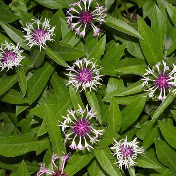 Nahaufnahme von Flockenblumen mit grünen Blättern