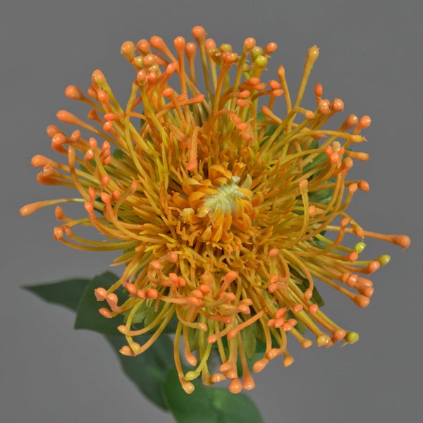 Künstliche orangefarbene Leucospermum-Blüte mit fächerförmigen Blütenblättern und grünen Blättern.
