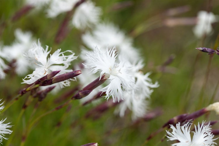 Dianthus arenarius, Sand-Nelke, weiß, ca. 9x9 cm Topf