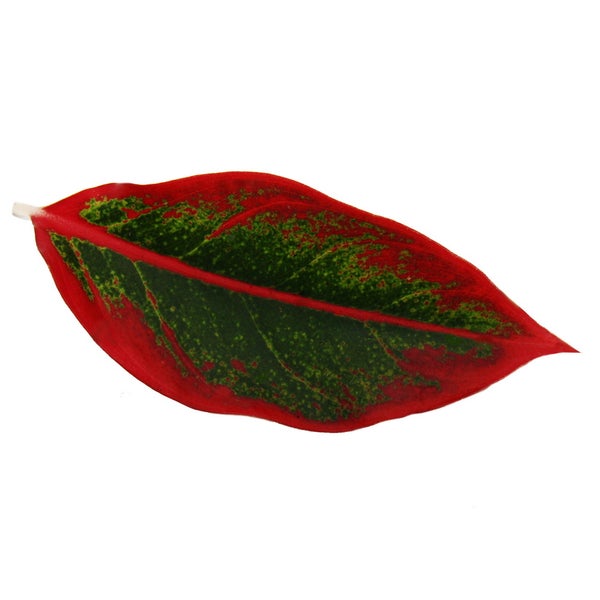 Aglaonema Jungle Red - Buntblättriger Kolbenfaden - Ausgefallene Sorten - 12cm - ca. 25-30cm hoch
