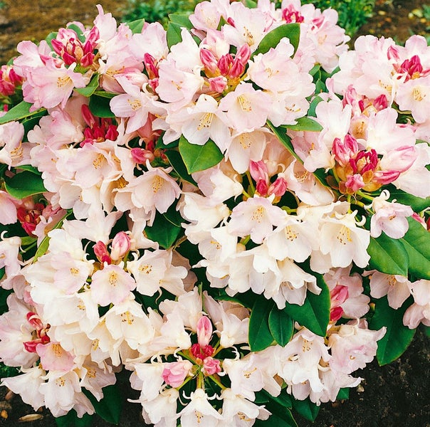 Rhododendron yakushimanum 'Golden Torch', gelb, 20–25 cm