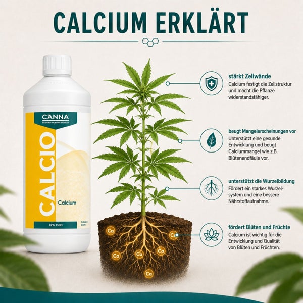 Infografik zeigt Canna Calcio Calcium Düngerflasche und die Wirkungsweise von Calcium auf eine Cannabispflanze mit Wurzeln im Boden.