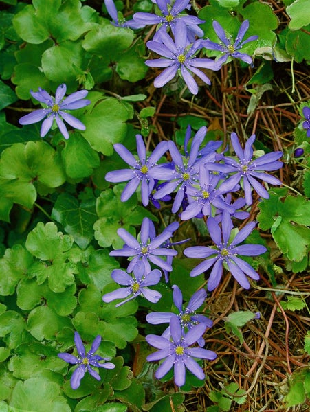 Hepatica nobilis, Leberblümchen, ca. 9x9 cm Topf, blau blühend