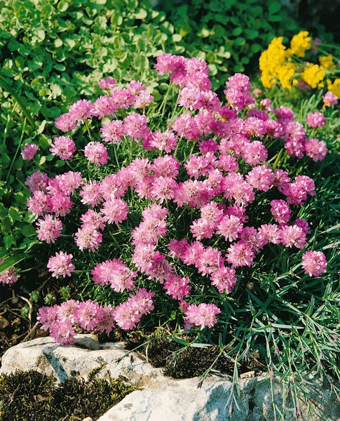 Armeria juniperifolia, Grasnelke, rosa, ca. 9x9 cm Topf