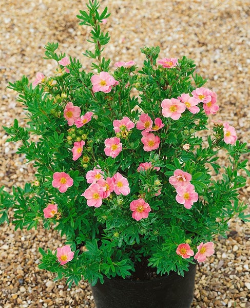 Fingerstrauch mit rosa Blüten in einem Topf