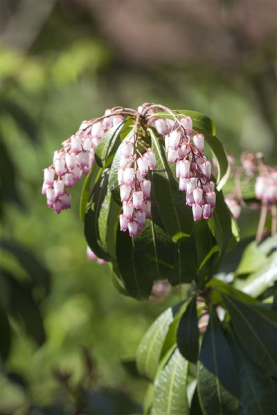 Pieris japonica, Japanische Lavendelheide, 30–40 cm