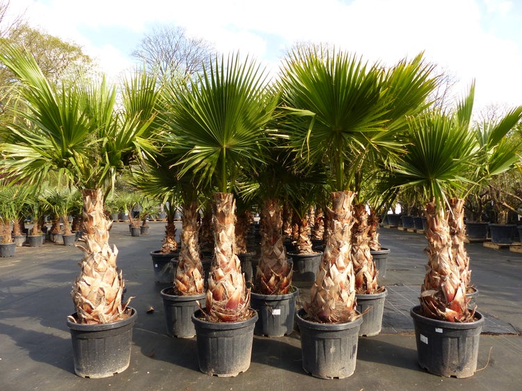 Washingtonia Robusta Premium 190-200 cm, XXL Stamm 60-70 cm Petticoat Palme winterhart