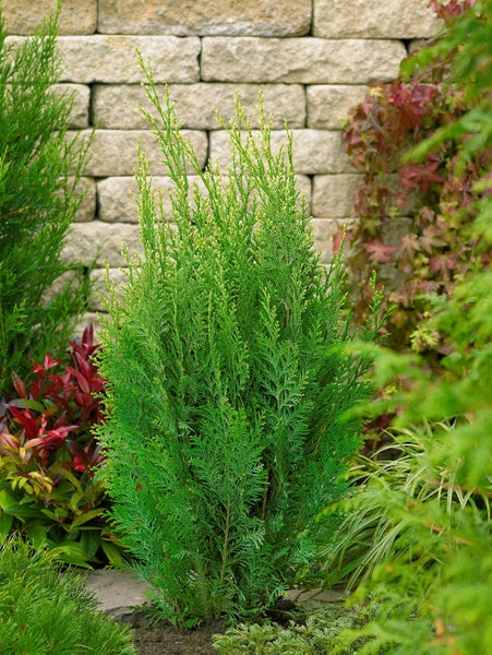 Chamaecyparis lawsoniana 'White Spot', Scheinzypresse, 20–30 cm