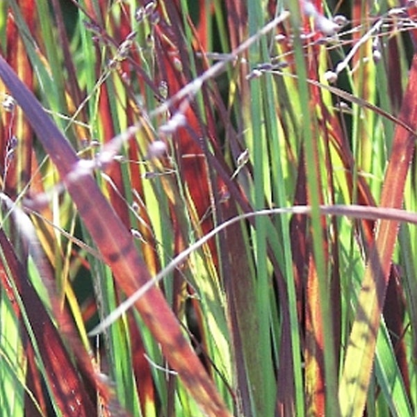 Nahaufnahme von Ziergras im Garten.