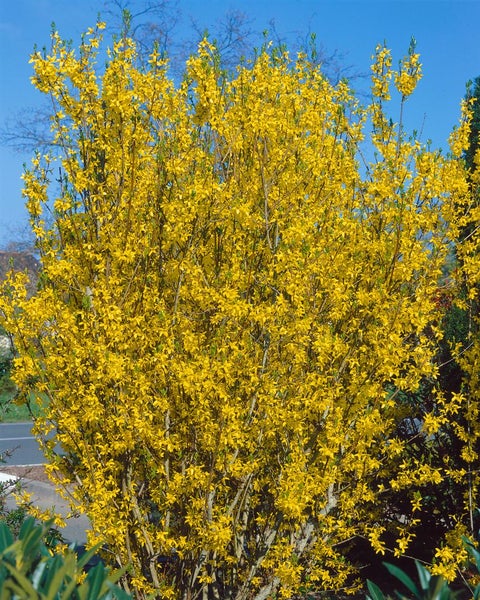 Forsythia 'Lynwood Gold', Goldglöckchen, leuchtend gelb, 60–80 cm