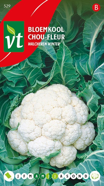 Blumenkohl Walcheren Winter