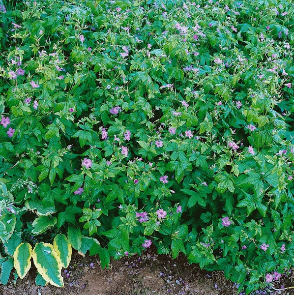 Geranium nodosum, Storchschnabel, violett, ca. 9x9 cm Topf
