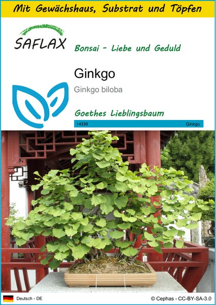 SAFLAX Anzucht Set - Ginkgo - Ginkgo biloba - 4 Samen - Mit Mini-Gewächshaus, Anzuchtsubstrat und 2 Töpfen