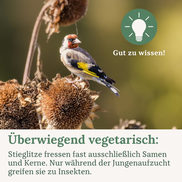 Ein Stieglitz auf einer vertrockneten Pflanze mit dem Hinweis, dass sich diese Wildvögel fast ausschließlich von Samen und Kernen ernähren.