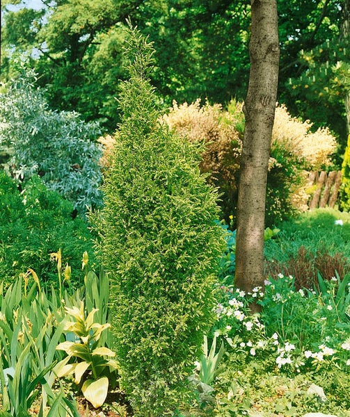 Juniperus communis 'Suecica', Wacholder, säulenförmig, 30–40 cm