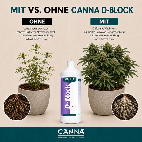 Infografik zum Vergleich von Pflanzenwachstum mit und ohne Canna D Block Pflanzenschutzmittel zur Nematodenbekämpfung und Wurzelstärkung.