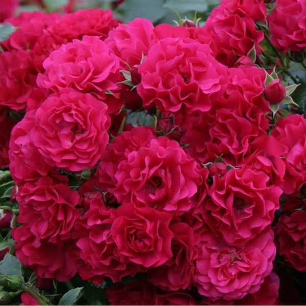 Nahaufnahme einer Gruppe dunkelroter Rosenblüten