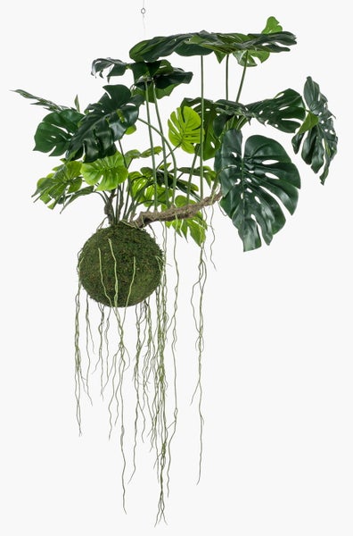 Grüne künstliche Monstera Pflanze im hängenden Moosball mit langen Luftwurzeln.