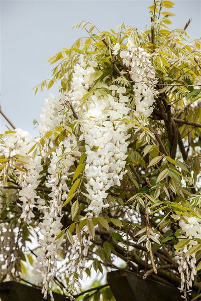 Wisteria sinensis 'Alba', Chinesischer Blauregen, weiß, 150–200 cm