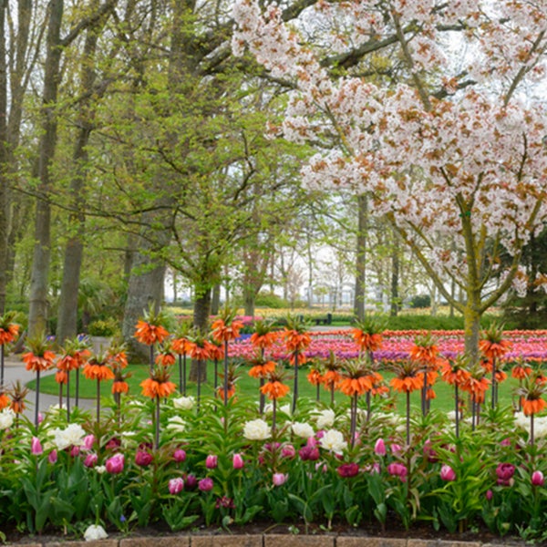 Bloomique - 2er-Set - Fritillaria Orange Beauty - Imperial Crown - Orange - Blumenzwiebeln - Frühlingsblüher - Mehrjährige Pflanzen - Wird bis zu 100-125 cm groß