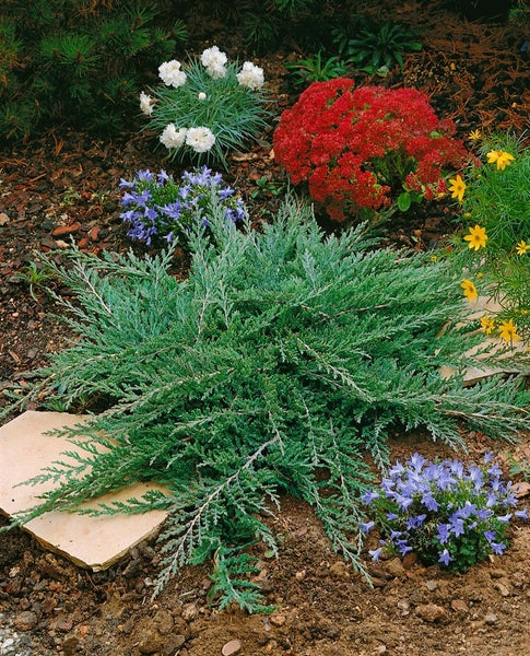 Juniperus horizontalis 'Prince of Wales', Kriech-Wacholder, 20–30 cm